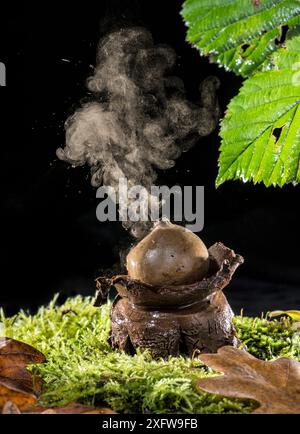 Earthstar fungus (Geastrum triplex) discharging spores following impact from water drop. England, UK, December. Stock Photo