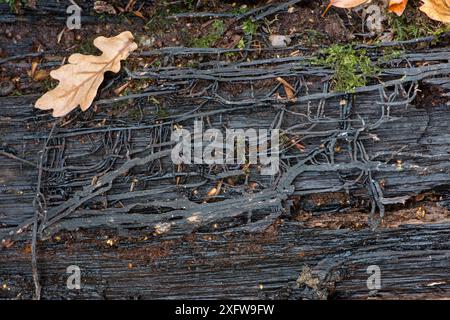 Honey fungus (Armillaria mellea) rhizomorphs / boot laces / mycelium. Sussex, UK, November. Stock Photo