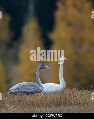 Whooper swan (Cygnus cygnus), adult and juvenile, Finland, October. Stock Photo