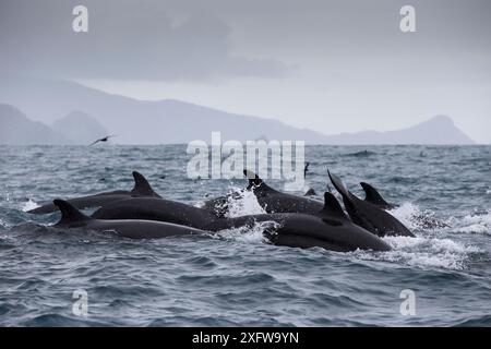 False killer whales (Pseudorca crassidens)  Northern New Zealand Editorial use only. Stock Photo