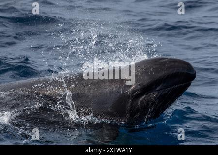 False killer whales (Pseudorca crassidens), Northern New Zealand Editorial use only. Stock Photo