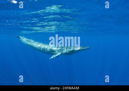 Bryde's whale (Balaenoptera edeni)  Trincomalee, Eastern Province, Sri Lanka, Bay of Bengal, Indian Ocean Stock Photo