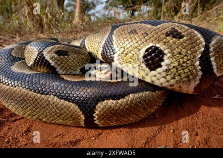 Royal python (Python regius) curled up into a ball, Togo. Controlled conditions Stock Photo