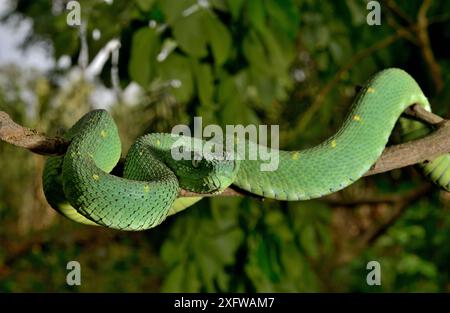 West African tree viper (Atheris chlorechis) portrait, Togo. Controlled conditions Stock Photo