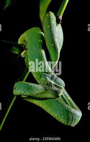 West African tree viper (Atheris chlorechis) portrait, Togo. Controlled conditions Stock Photo