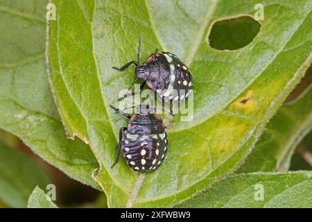 Southern green shieldbugs (Nezara viridula) mid instar nymphs  Sutcliffe Park Nature Reserve, Eltham , London, England, UK, October. Stock Photo