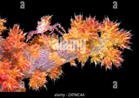 Soft coral crab (Hoplophrys oatesil) climbing out onto a branch of yellow and red soft coral (Dendronephthya sp.) at night. Anilao, Batangas, Luzon, Philippines. Verde Island Passages, Tropical West Pacific Ocean. Stock Photo