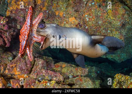 California sea lion (Zalophus californianus) using a Panamic cushion star (Pentaceraster cumingi) as a toy. The sealions pick up the starfish and then drop them and chase after them as they sink. Los Islotes, La Paz, Baja California Sur, Mexico. Sea of Cortez, Gulf of California, East Pacific Ocean. Stock Photo