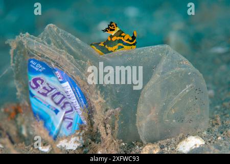 Nudibranch (Tambja gabrielae) crawling on a discarded plastic water bottle, this individual was actually laying its eggs on the far side of the plastic bottle. Ambon Bay, Ambon, Maluku Archipelago, Indonesia. Banda Sea, tropical west Pacific Ocean. Stock Photo