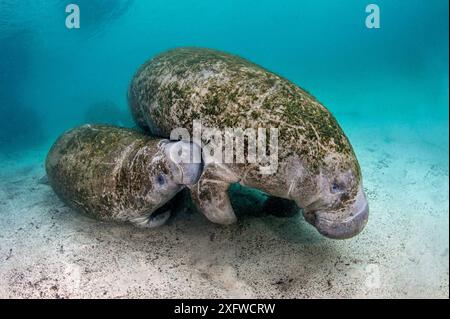 Florida manatee (Trichechus manatus latirostris) baby suckling from its mother. Three Sisters Spring, Crystal River, Florida, USA Stock Photo
