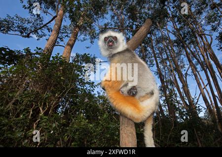 Diademed sifaka (Propithecus diadema diadema) female with young hanging on a tree. Vakona island, Andasibe, Madagascar, Captive. Stock Photo