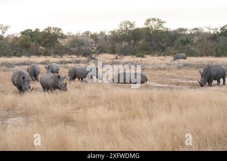 Crash of nine white rhino's photographed on foot in South Africa Stock Photo