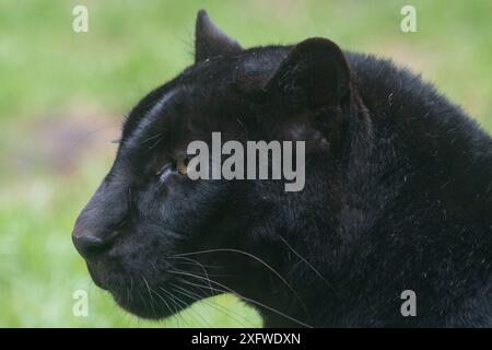 Black panther / melanistic Leopard (Panthera pardus) portrait, captive. Stock Photo