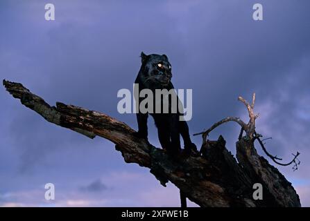 Black panther / melanistic Leopard (Panthera pardus) standing on dead tree, captive. Non-ex Stock Photo