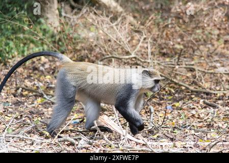 Samango Monkey (Cercopithecus mitis erythrarchus). Cape Vidal, iSimangaliso Wetland Park UNESCO World Heritage Site, and RAMSAR Wetland. KwaZulu Natal, South Africa, Stock Photo