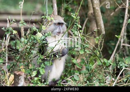 Samango monkey (Cercopithecus mitis erythrarchus)  Cape Vidal, Isimangaliso Wetland Park UNESCO World Heritage Site, and RAMSAR Wetland. KwaZulu Natal, South Africa. Stock Photo