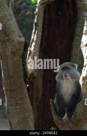 Samango Monkey (Cercopithecus mitis erythrarchus) Cape Vidal, Isimangaliso Wetland Park UNESCO World Heritage Site, and RAMSAR Wetland. KwaZulu Natal, South Africa, Stock Photo