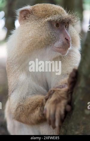 Samango Monkey (Cercopithecus mitis erythrarchus) albino, Cape Vidal, iSimangaliso Wetland Park UNESCO World Heritage Site, and RAMSAR Wetland. KwaZulu Natal, South Africa. Stock Photo