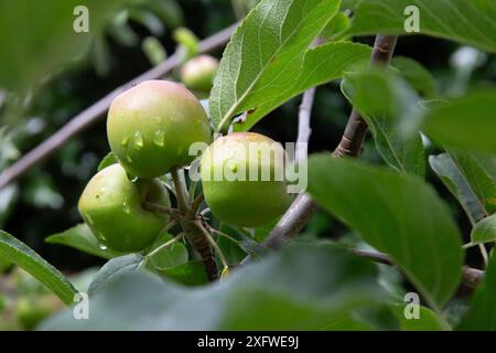 Small apples growing on a tree in early summer Stock Photo