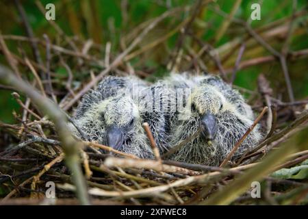 Wood pigeon chicks in a nest in an apple tree Stock Photo
