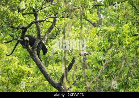 Melanistic Leopard / Black panther (Panthera pardus) male  in tree, Nagarahole National Park, Nilgiri Biosphere Reserve, Karnataka,  India. Stock Photo