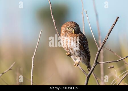 Cuban pygmy owl (Glaucidium siju)  Cuba. Endemic. Stock Photo