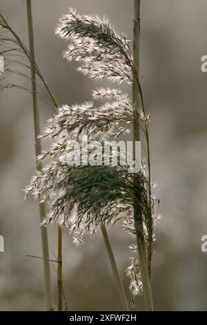 Common reed (Phragmites australis) seedhead, Somerset Levels, UK, February. Stock Photo