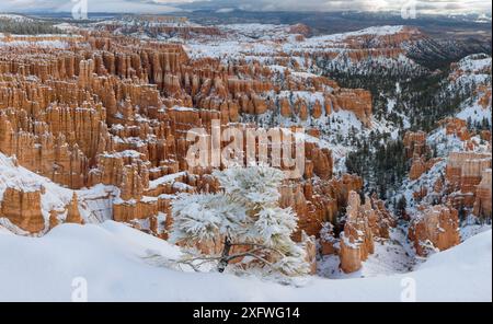 Snow covered Limber pine (Pinus flexilis), on northfacing canyon rim, with the spires and pinnacles in the background. Bryce Canyon National Park, Utah, USA. Stock Photo