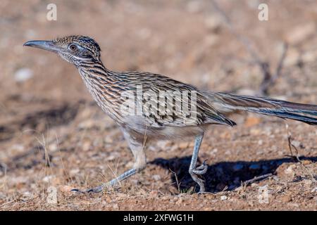 Roadrunner (Geococcyx californianus) running. Catalina State Park, Santa Catalina Mountains, Arizona, USA. Stock Photo