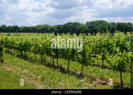 Vineyard rows of vines at Chateau Lafitte Yvrac Bordeaux Gironde France Stock Photo