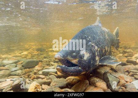 Pink / Humpback Salmon (Oncorhynchus gorbuscha) male, dying with parts of flesh rotting, trying to make it upstream to its spawning grounds, Ketchikan Creek in the middle of Ketchikan, Alaska. Stock Photo