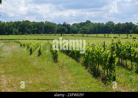 Vineyard rows of vines at Chateau Lafitte Yvrac Bordeaux Gironde France Stock Photo