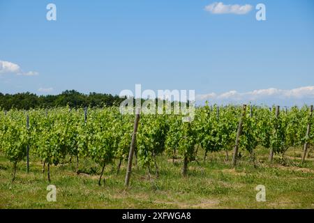 Vineyard rows of vines at Chateau Lafitte Yvrac Bordeaux Gironde France Stock Photo