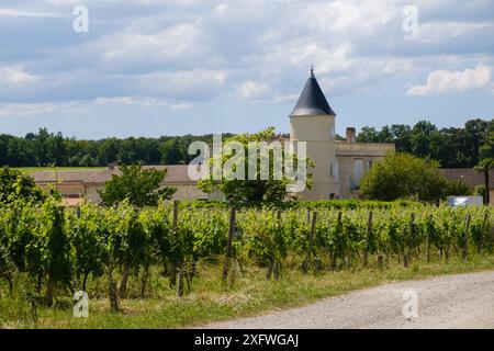 Vineyard rows of vines at Chateau Lafitte Yvrac Bordeaux Gironde France Stock Photo