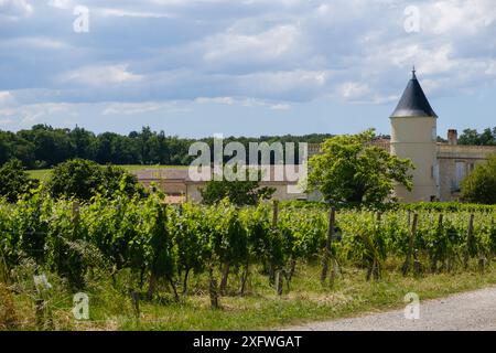 Vineyard rows of vines at Chateau Lafitte Yvrac Bordeaux Gironde France Stock Photo