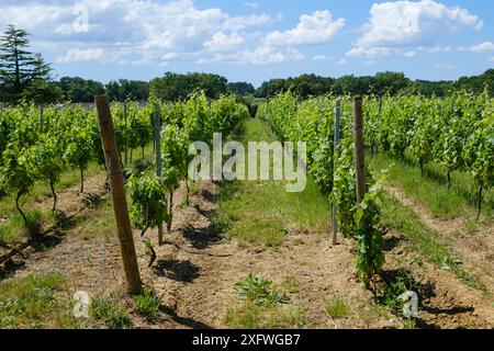 Vineyard rows of vines at Chateau Lafitte Yvrac Bordeaux Gironde France Stock Photo