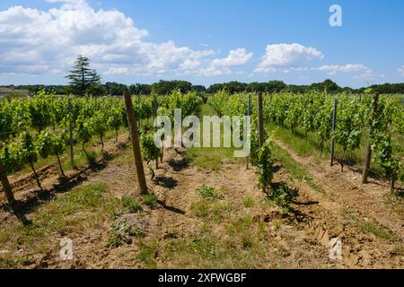 Vineyard rows of vines at Chateau Lafitte Yvrac Bordeaux Gironde France Stock Photo