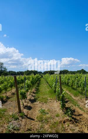 Vineyard rows of vines at Chateau Lafitte Yvrac Bordeaux Gironde France Stock Photo