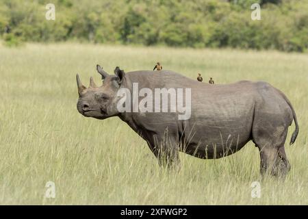 Black rhino (Diceros bicornis), with Yellow-billed oxpeckers (Buphagus africanus) sitting on back and feeding on insects, Masai-Mara Game Reserve, Kenya Stock Photo