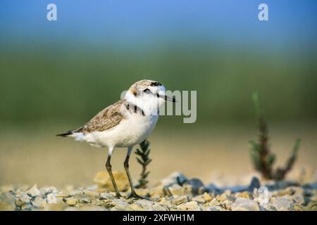 Kentish plover (Charadrius alexandrinus) male, Camargue, France, February. Stock Photo