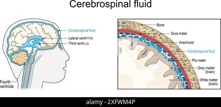 Cerebrospinal fluid. Cross section of a human brain with Ventricular system. Close-up of  the meninges. CSF and Membranes that envelop the brain Stock Vector