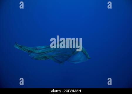 Sperm whale (Physeter macrocephalus) shed skin, Indian Ocean, Mauritius Stock Photo