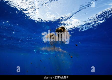 Sperm whale (Physeter macrocephalus) faeces, Mauritius, Indian Ocean. Stock Photo