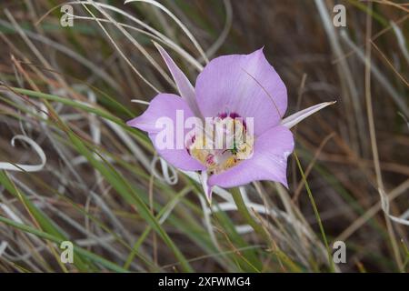 Green Sweat Bee on Sagebrush Mariposa Lily Flower Stock Photo