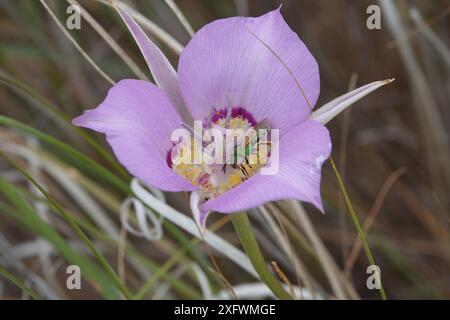 Sagebrush Mariposa Lily with Green Sweat Bee Stock Photo