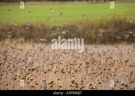 Linnets (Carduelis cannabina) and Gold finches (Carduelis carduelis) feeding in field of sunflower seedheads, Devon, England, UK, November. Stock Photo