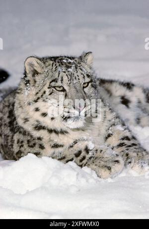 Snow leopard (Uncia uncia) cub, captive. Stock Photo