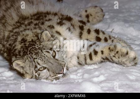 Snow leopard (Uncia uncia) cub, captive. Stock Photo