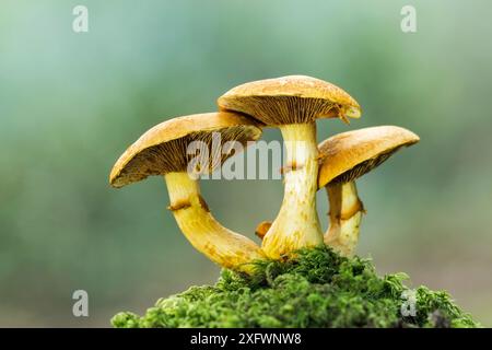 Laughing gym toadstools (Gymnopilus junonius), New Forest National Park, Hampshire, England, UK. September. Stock Photo