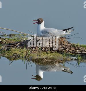 Black-headed gull (Chroicocephalus ridibundus) on nest, Marais Breton, Vendee, Pays-de-la-Loire, France. May. Stock Photo